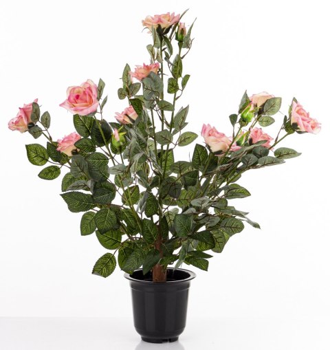 Roślina Dekoracyjna Róża
