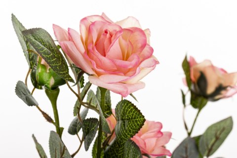 Roślina Dekoracyjna Róża