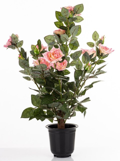 Roślina Dekoracyjna Róża