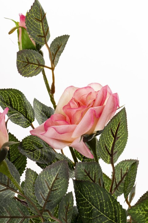 Roślina Dekoracyjna Róża