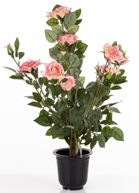 Roślina Dekoracyjna Róża