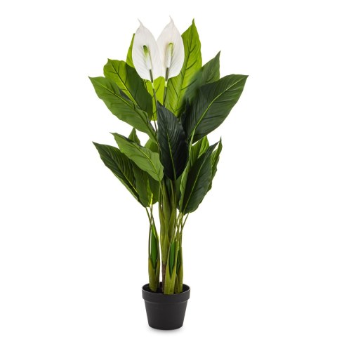 Roślina Dekoracyjna Skrzydłokwiat