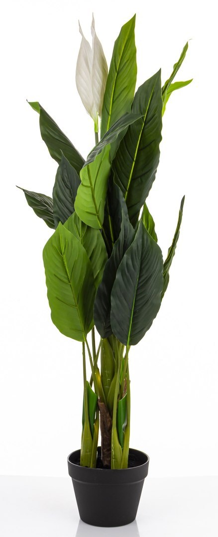 Roślina Dekoracyjna Skrzydłokwiat