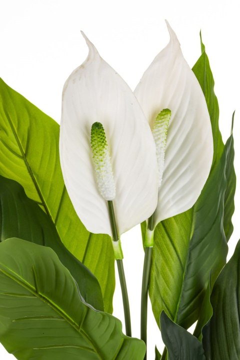 Roślina Dekoracyjna Skrzydłokwiat