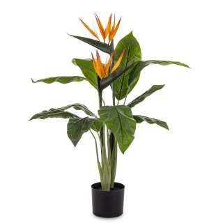 Roślina Dekoracyjna Sterlicja