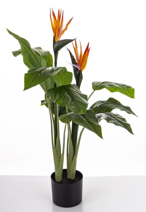 Roślina Dekoracyjna Sterlicja