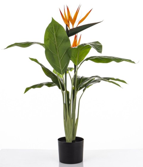 Roślina Dekoracyjna Sterlicja