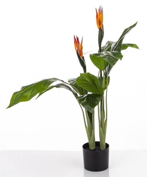 Roślina Dekoracyjna Sterlicja