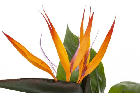 Roślina Dekoracyjna Sterlicja