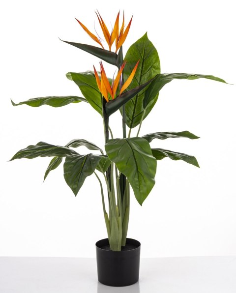 Roślina Dekoracyjna Sterlicja