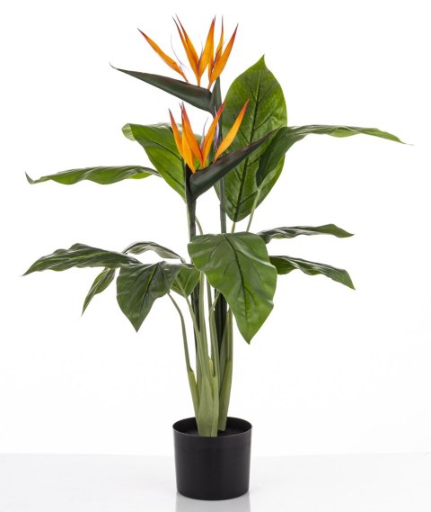 Roślina Dekoracyjna Sterlicja