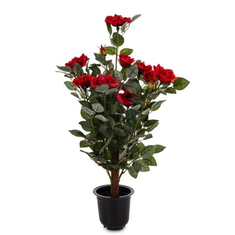 Roślina Dekoracyjna