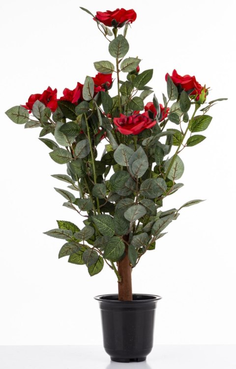 Roślina Dekoracyjna