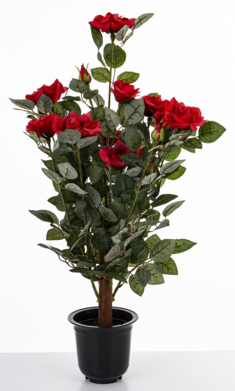 Roślina Dekoracyjna