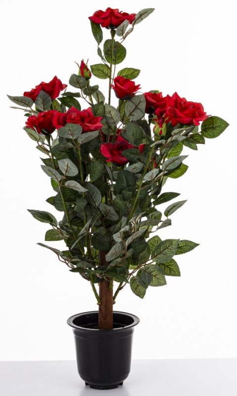 Roślina Dekoracyjna