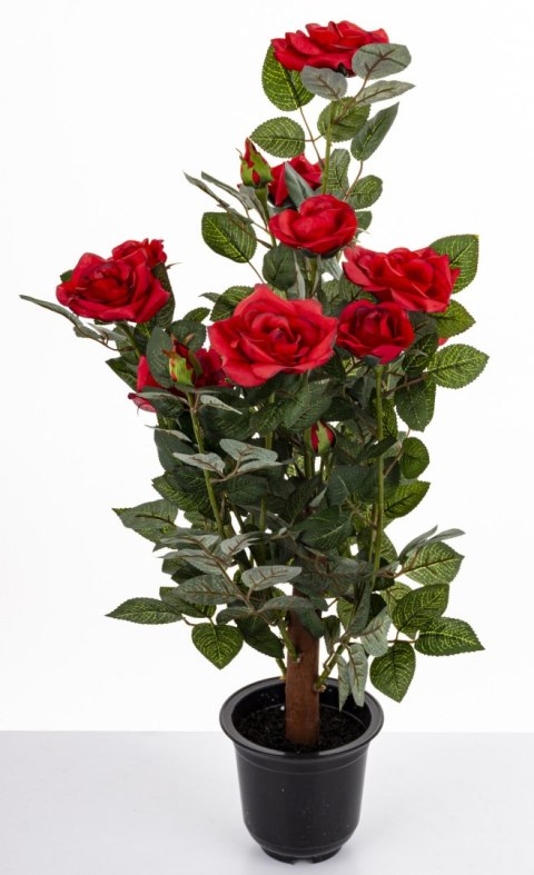 Roślina Dekoracyjna