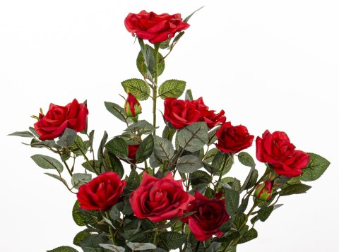 Roślina Dekoracyjna