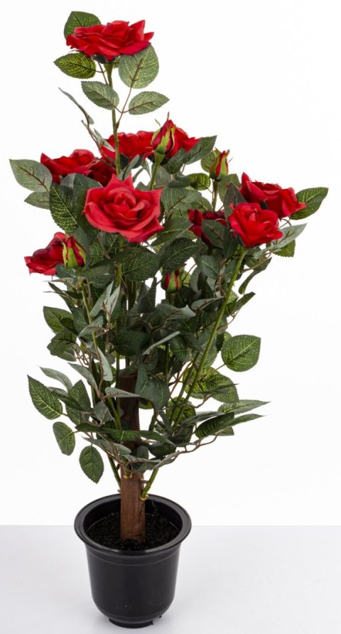 Roślina Dekoracyjna