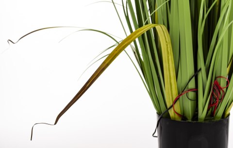 Roślina Dekoracyjna Led