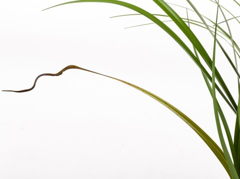 Roślina Dekoracyjna Led