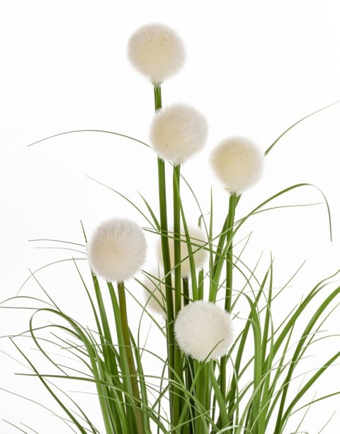 Roslina Dekoracyjna Led