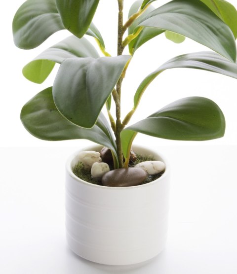 Roślina Dekoracyjna