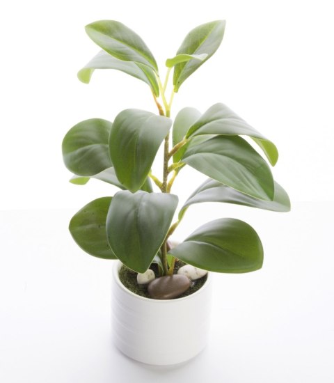 Roślina Dekoracyjna