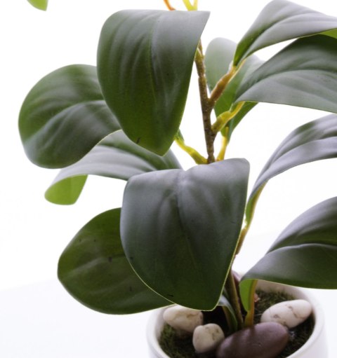 Roślina Dekoracyjna