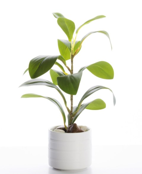 Roślina Dekoracyjna