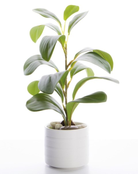 Roślina Dekoracyjna