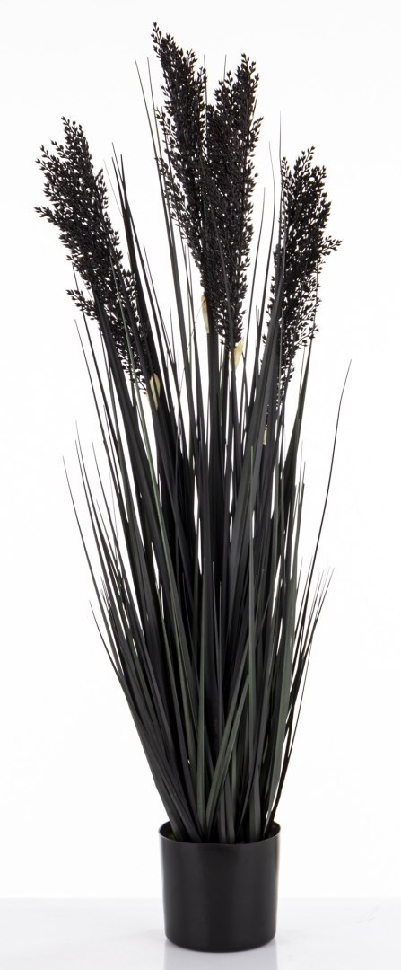 Roślina Dekoracyjna