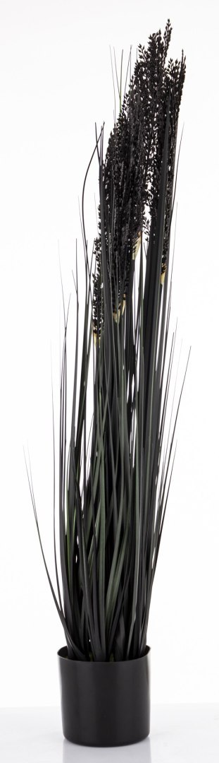 Roślina Dekoracyjna