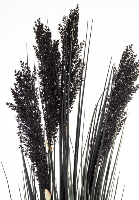 Roślina Dekoracyjna