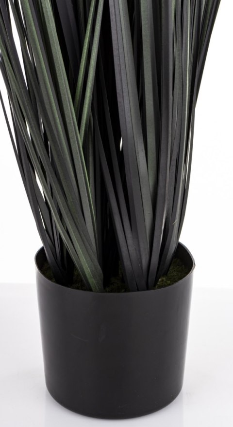 Roślina Dekoracyjna