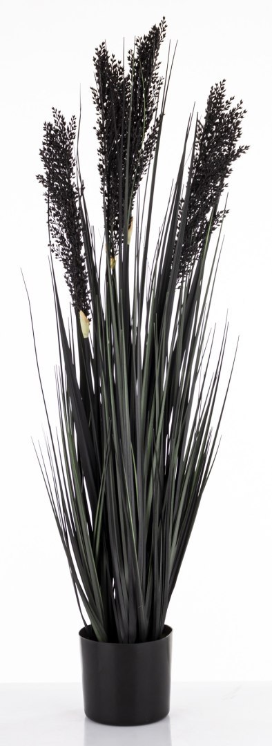 Roślina Dekoracyjna