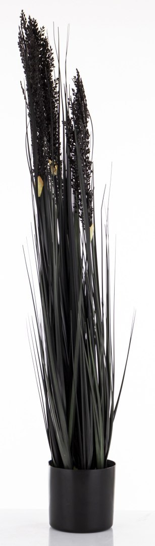 Roślina Dekoracyjna