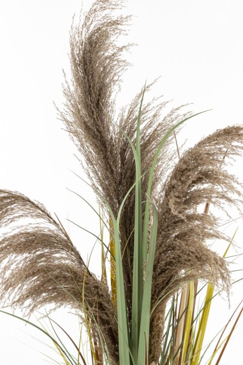 Roślina Dekoracyjna