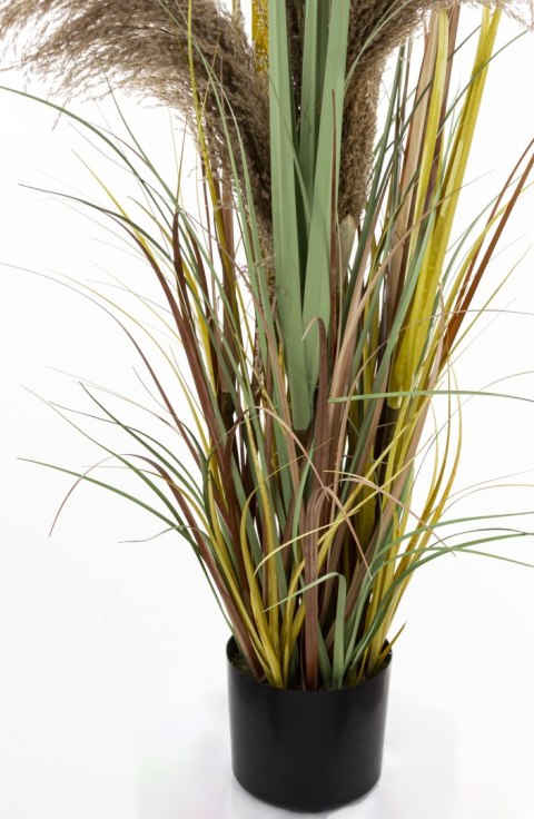 Roślina Dekoracyjna