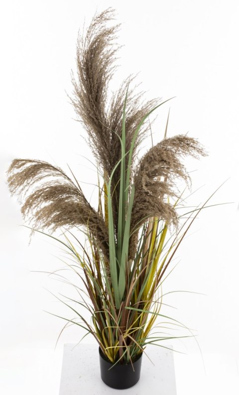 Roślina Dekoracyjna