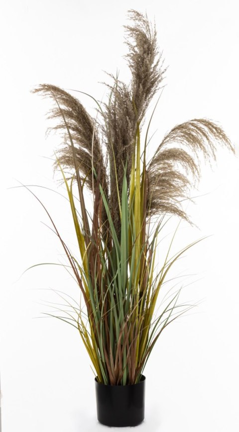 Roślina Dekoracyjna