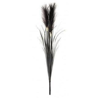 Roślina Dekoracyjna