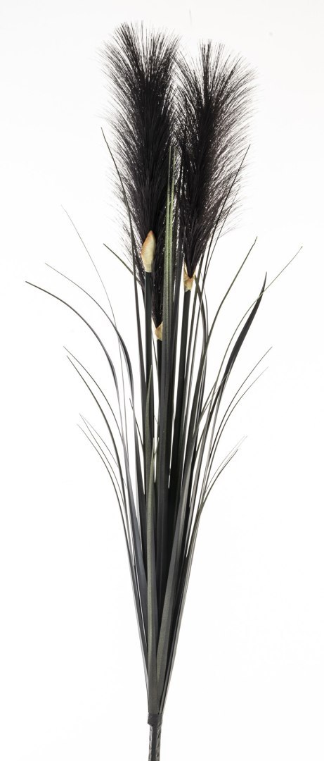 Roślina Dekoracyjna