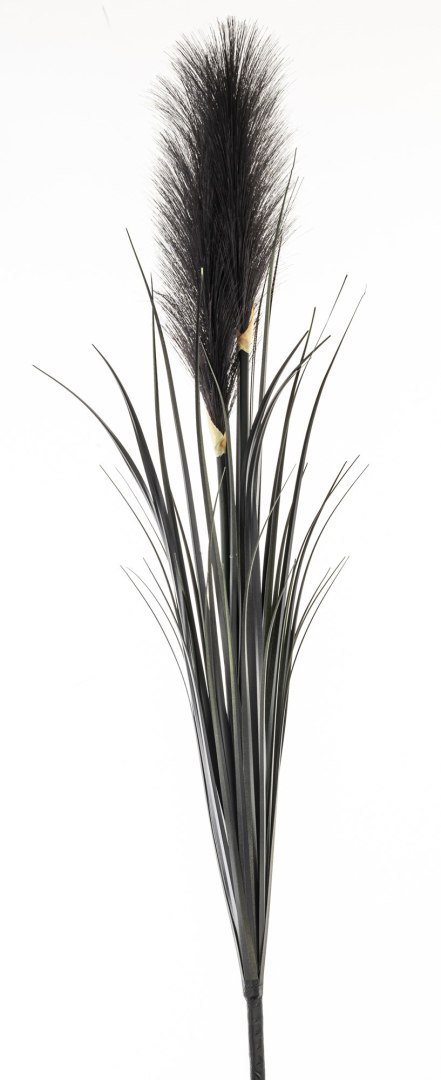 Roślina Dekoracyjna