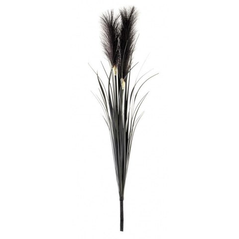 Roślina Dekoracyjna