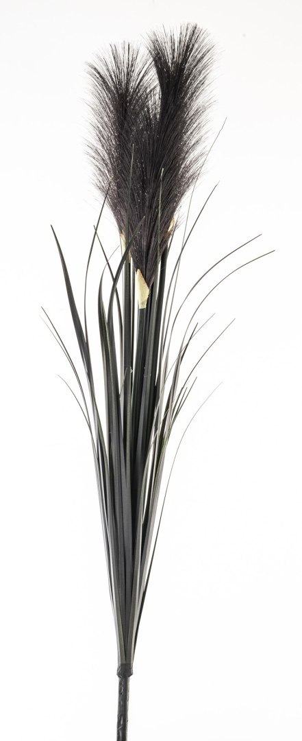 Roślina Dekoracyjna