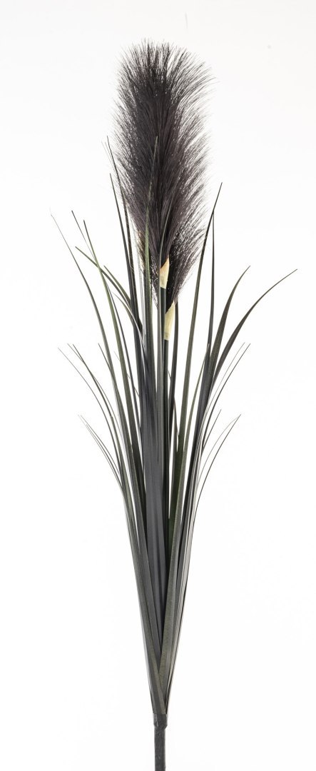 Roślina Dekoracyjna