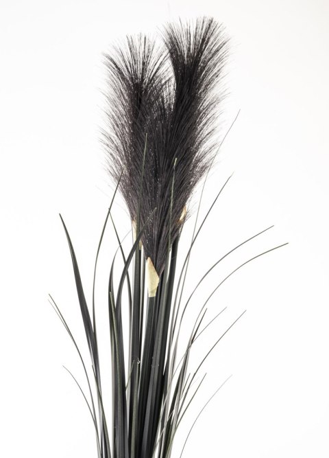 Roślina Dekoracyjna