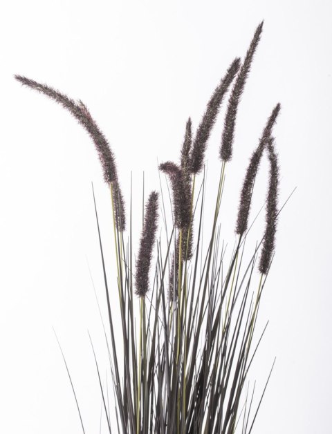 Roślina Dekoracyjna