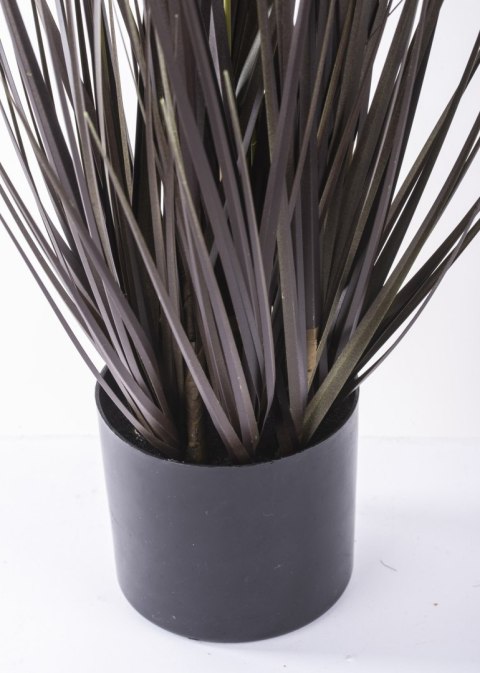 Roślina Dekoracyjna