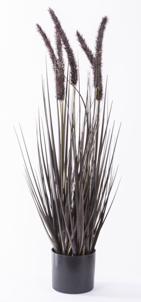 Roślina Dekoracyjna